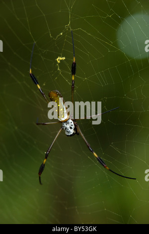 Femmina di Golden Orb Weaver spider (Nephila clavipes) che fissa il suo web nell'Gandoca-Manzanillo Wildlife Refuge, Costa Rica. Foto Stock