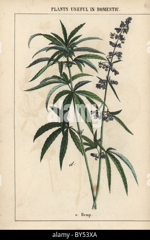 La canapa con fiori blu, Cannabis sativa. Foto Stock