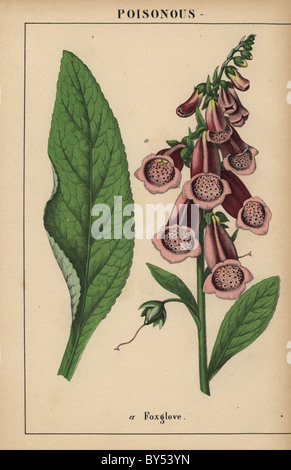 Foxglove viola, Digitalis purpurea. Foto Stock