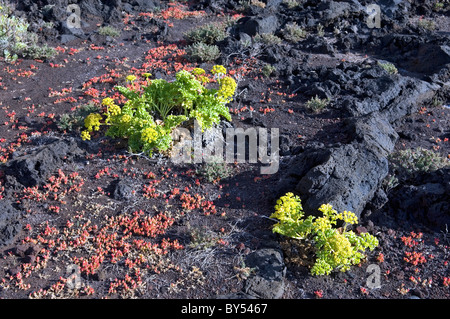 Isole Canarie. La geologia. Le piante succulente crescere su nero di roccia lavica a Las Puntas, El Golfo, sull' isola di El Hierro Foto Stock