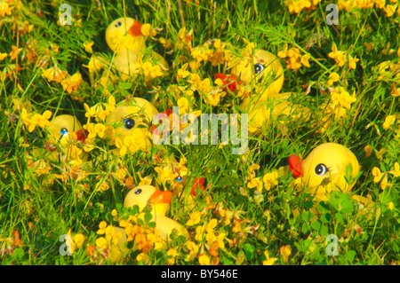 Giocare a nascondino. Questi duckies in gomma sono ben nascosti nei fiori. Foto Stock