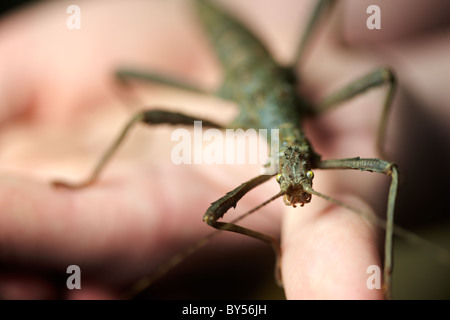 Trachyaretaon Bruekneri, Giant spinosa Stick insetto, tenuto come un animale, con il giovane proprietario. Foto Stock