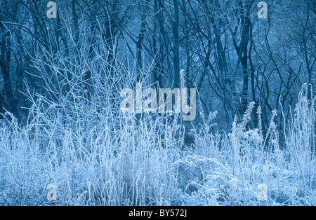 La brina sulla vegetazione, Millers Dale, Derbyshire Foto Stock