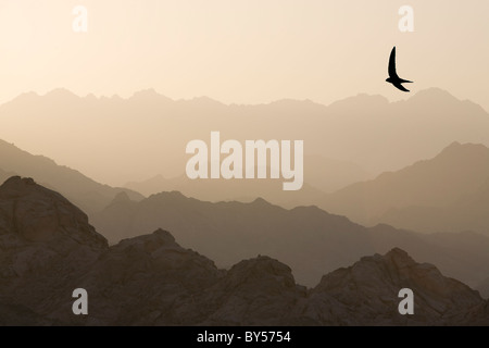 Le montagne del deserto del Sinai vicino a Dahab in Egitto. Foto Stock