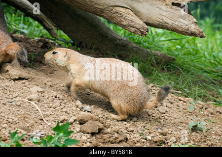 Nero-tailed Prairian cane, pianure Prairie Dog (Cynomys ludovicianus) Foto Stock