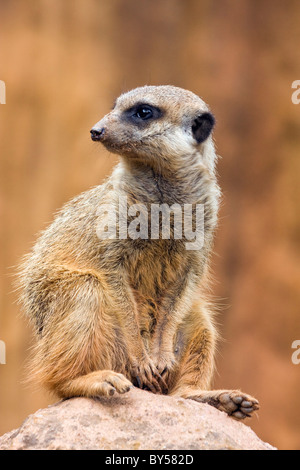 Meerkat, Sottile-tailed meerkat, Suricate (Suricata suricatta) Foto Stock