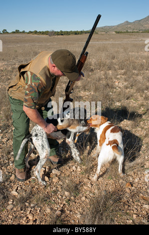 Puntatore e brittany cani da caccia il recupero di una lepre Foto Stock