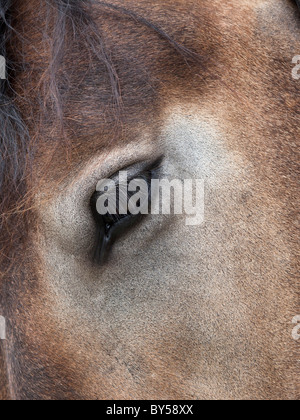 Occhio a cavallo di close-up Foto Stock