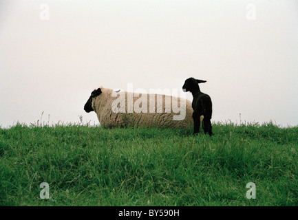 Mother and baby sheep Foto Stock