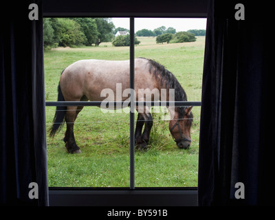 Guardando attraverso la finestrella del cavallo di mangiare Foto Stock