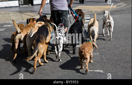 Vista posteriore di un uomo a piedi un gruppo di cani Foto Stock