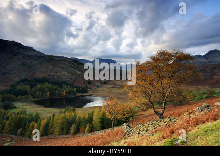 Blea Tarn circondato da Lakeland Fells, Lake District Inghilterra, Regno Unito in autunno la luce. Foto Stock