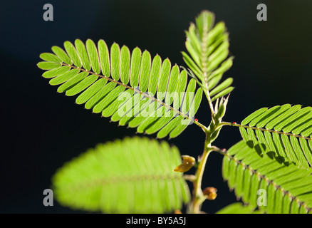 Fronde della felce Foto Stock