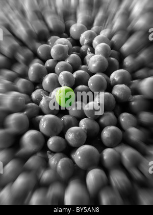 Singolo individuo pisello verde. Foto Stock