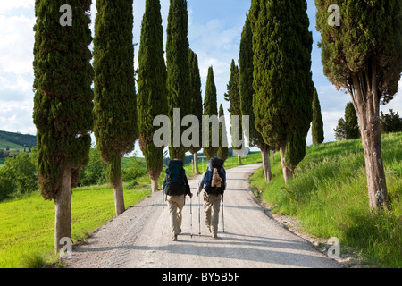 Winding Road, Nr Pienza, Toscana, Italia Foto Stock