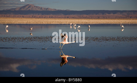 I fenicotteri a Salt Lake, Salar de Atacama deserto di Atacama, Cile Foto Stock