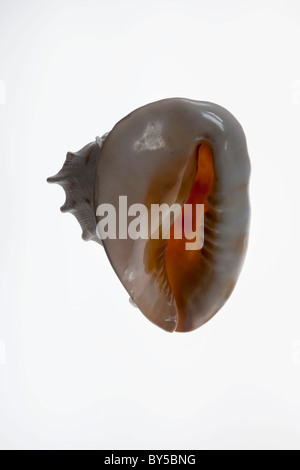 L'apertura di una calotta di un casco Foto Stock