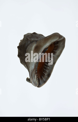 L'apertura di una calotta di un casco Foto Stock