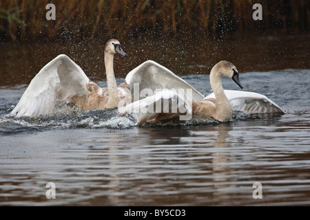 Due capretti cigni in gioco Foto Stock