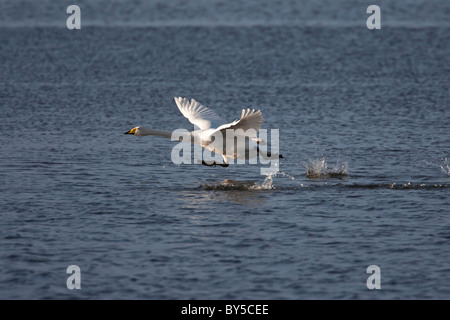 Whooper swan decollare da una grande distesa di acqua Foto Stock