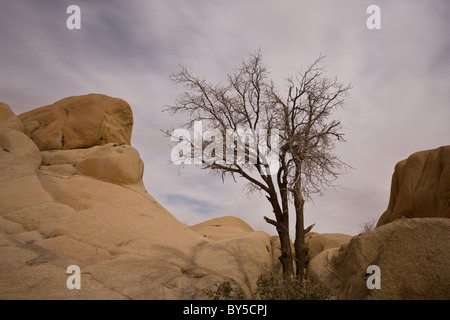 Chiaro di luna illumina il paesaggio di notte con un lone tree a Joshua Tree National Park, Deserto Mojave, California, Stati Uniti d'America. Foto Stock