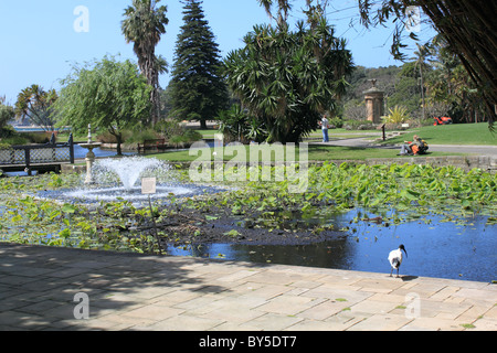 Royal Botanic Gardens su Bennelong Point, Sydney, Nuovo Galles del Sud, NSW, Australia, Oceania. Ibis in primo piano. Foto Stock