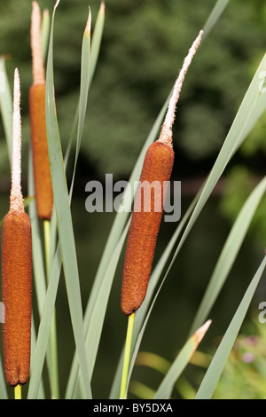 Giunco di palude o tifa, Typha latifolia, Typhaceae Foto Stock