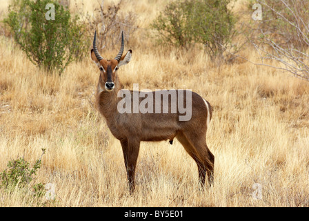 Close up Waterbuck nel Tsavo, Kenya Foto Stock