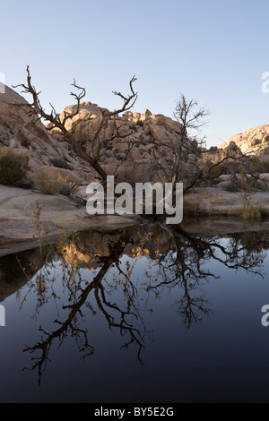 Riflessioni nel serbatoio a Barker diga o Big Horn Dam a Joshua Tree National Park, California, Stati Uniti d'America. Foto Stock