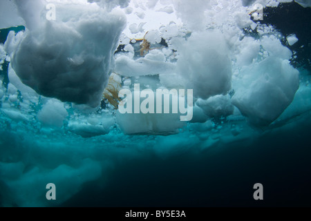 Artico Canadese immersioni subacquee sul bordo floe Pond ingresso, Isola Baffin, Nunavut, Canada Foto Stock