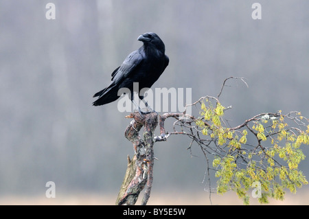 Raven seduto su un ramo Foto Stock