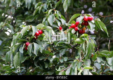 Corniolo, Cornus mas, Cornaceae, Europa e Asia occidentale. Foto Stock