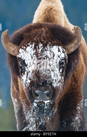 Una coperta di neve volto di bisonti (o bufalo) nel Parco Nazionale di Yellowstone USA Foto Stock