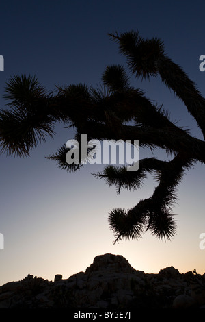 Alberi di Joshua (Yucca brevifolia) stagliano al tramonto a Joshua Tree National Park, California, Stati Uniti d'America. Foto Stock