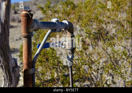 Molla in Chukar area di caccia nell ovest del Deserto Mojave vicino a Barstow, CA Foto Stock