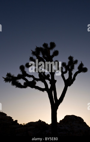 Joshua Tree (Yucca brevifolia) stagliano al tramonto a Joshua Tree National Park, California, Stati Uniti d'America. Foto Stock