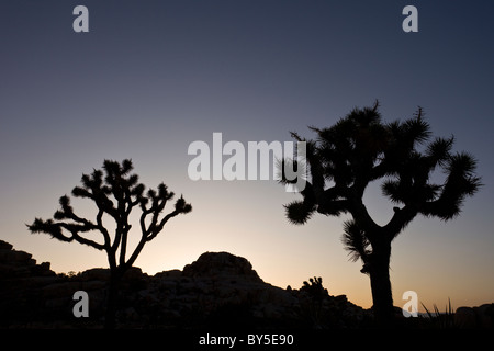 Alberi di Joshua (Yucca brevifolia) silhouette al tramonto nel Parco nazionale di Joshua Tree Foto Stock