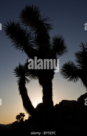 Alberi di Joshua (Yucca brevifolia) stagliano al tramonto a Joshua Tree National Park, California, Stati Uniti d'America. Foto Stock