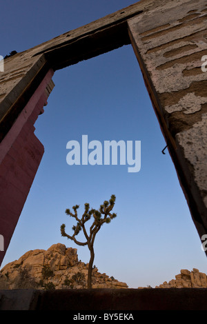 Joshua Tree (Yucca brevifolia) visto attraverso la porta di un edificio abbandonato vicino a diga barker a Joshua Tree National Park Foto Stock