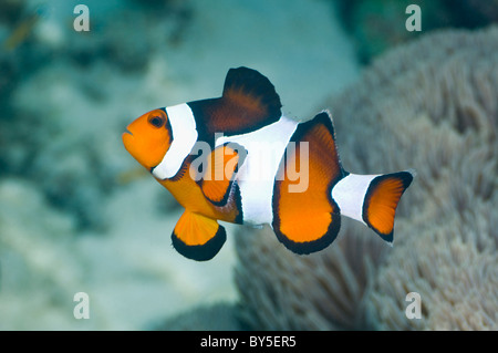 Clown anemonefish (Amphiprion percula). Misool Raja Ampat, Papua occidentale, in Indonesia. Foto Stock