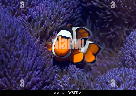 Clown anemonefish (Amphiprion percula) con varietà blu di anemone (Sticodactila gigantea). Foto Stock