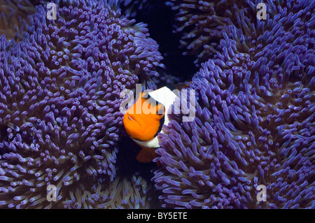 Clown anemonefish (Amphiprion percula) con varietà blu di anemone (Sticodactila gigantea). Foto Stock