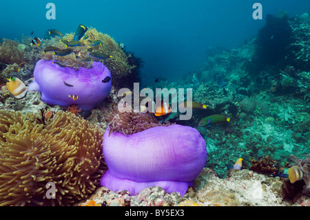 Magnifiche le anemoni (Heteractis magnifica) con Clark (anemonefish Amphiprion clarkii) sulla barriera corallina. Indonesia. Foto Stock