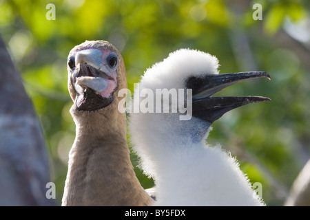 Uccelli Sula Nazca Nazca Booby Sula granti Genovesa Prins passi Philips Isola Galapagos Foto Stock