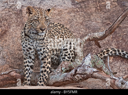 Leopard cub seduto su una roccia nel grande parco di Kruger, Sud Africa Foto Stock