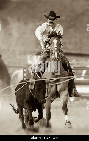 Cowboy Roping mucca, Arizona Foto Stock