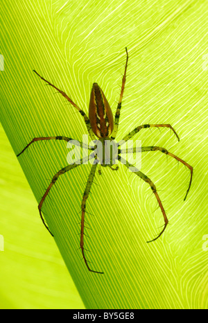 Madagascar Lynx Spider (Peucetia madagascariensis) appoggiata su una foglia di Antsirabe, Madagascar centrale. Agosto 2010. Foto Stock