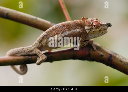 Maschio di Big-naso (Camaleonte Calumma nasutum) visualizzazione nella foresta pluviale di Ranomafana National Park, est del Madagascar Foto Stock