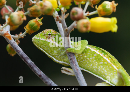 Jeweled Chameleon (Furcifer lateralis) nella Riserva Anja, Madagascar Foto Stock