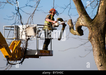 Tree chirurgo tagliare i rami di un grande albero utilizzando un cherry picker per l'accesso Foto Stock